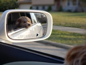 Can I take my dog in a taxi? | Hexcars A Pet Friendly Taxi Service