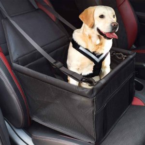 Dog in car basket