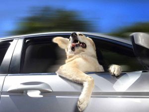 Dog hanging out of the car