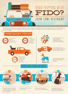 dogs in cars infographic